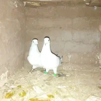 کفتر شامی وسبز|پرنده|زاوه, |دیوار