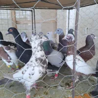 کبوتر ی بوم|پرنده|دشتابی, |دیوار