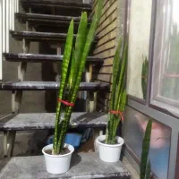 سلام. گل های سانسوریا شاداب و سرحال.