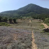 فروش-زمین-ساری