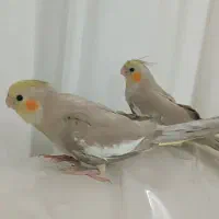 جوجه عروس هلندی دان خور