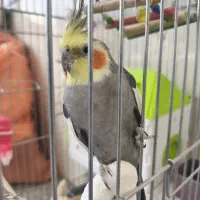 عروس هلندی