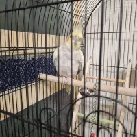 عروس هلندی ماده|پرنده|نی‌ریز, |دیوار