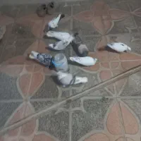 کفتر مایدم