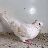کفتر کبوتر پرنده