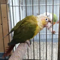 جفت مولد گرینچیک روی تخم|پرنده|قم, شهدا|دیوار