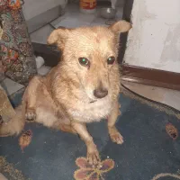 واگزار سگ اصلی|سگ|پرند, فاز ۵|دیوار