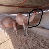 حاشی لوک