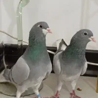 کبوتر دمگیر خرقه