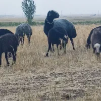 قوچ شال