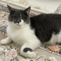 دختر اسکاتیش موکوتاه