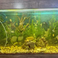 آکواریوم|ماهی|کرج, کوی امامیه|دیوار