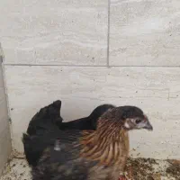 یک مرغ و یک خروس سالم