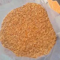 میلورم خشک زنده