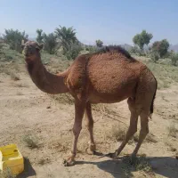 فروش یه نفر شتر نر