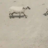 گوسفند گم شده