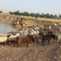 چوپان برا گله میخام،  اهل ایلام باشه.