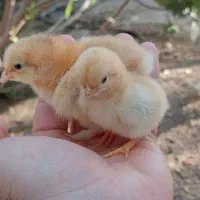 جوجه یکروزه از انواع نژاد ها