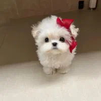 مالتیز سایز صفر