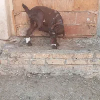 بز با بی|حیوانات مزرعه|اهواز, امانیه|دیوار