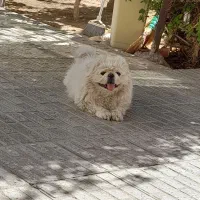 پیکینیزامپریال نر|سگ|شهرضا, |دیوار