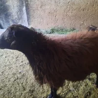 گوسفند نره چاق|حیوانات مزرعه|کاشان, دشت لتحر|دیوار