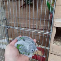 طوطی گرینچیک جفت مولد ۱۰جفت یکجا