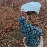 فروش نهال انگور سیاه سردشت معروف به شانی