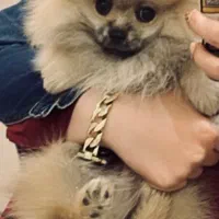 پامر خرسی|سگ|قم, شهرک قدس|دیوار