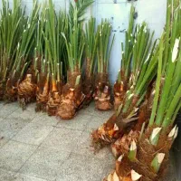 پاجوش نخل خرما با نهال مرکبات|خدمات باغبانی و درختکاری|یزد, |دیوار