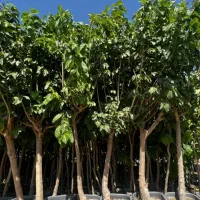 گرفتن پایان کار شهرداری|خدمات باغبانی و درختکاری|تهران, آهنگ|دیوار