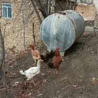 مرغ و خروس لاری|حیوانات مزرعه|سروآباد, |دیوار