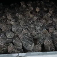 تخم بلدرچین نطفه دارضمانتی 5هزار بلدرچین بالغ75|حیوانات مزرعه|زاهدان, |دیوار