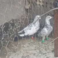 کفتر سار