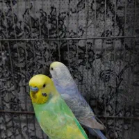مرغ عشق|پرنده|کرمانشاه, |دیوار