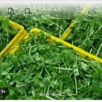 سبزی مارکت بهار فرشته سبزیجات خشک وخورشتی عمده