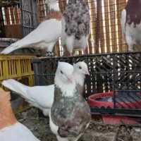 رنگی ویترین صادقی