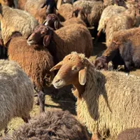 گوسفند و بره
