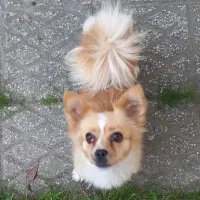 فروش.  چون شرایط نگهداری رو ندارم