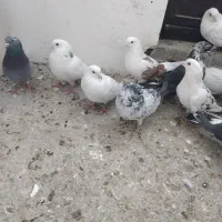 ۲۳ عدد قریب گیری|پرنده|شهریار, شهریار|دیوار