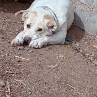 سلام سگ گله