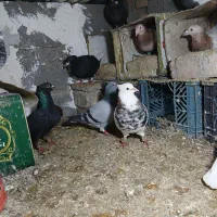 کبوتر پلاکی شهری