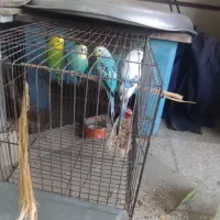 دو جفت مرغ عشق دونه ای ۱۵۰ تومان|پرنده|عطاملک, |دیوار