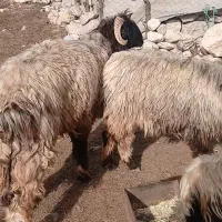 بره نر فروشی قیمت ۳۰