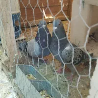 یجفت کبوتر پلاکی ماده و نر اصفهانی یا کاشونی|پرنده|اصفهان, عاشق‌آباد|دیوار