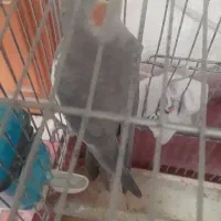 عروس هلندی ماده آماده کار داده صحیح و سالم