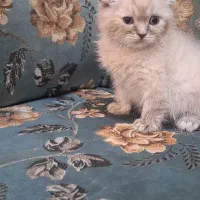 گربه|گربه|اهواز, کوروش|دیوار