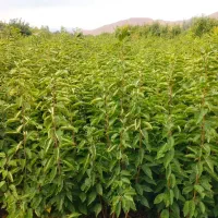 درخت|خدمات باغبانی و درختکاری|دماوند, دماوند|دیوار