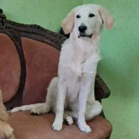 گلدن رتریور رنگ تیره و روشن SC|سگ|تهران, سازمان برنامه جنوبی|دیوار