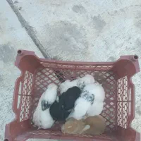 فروش خرگوش|موش و خرگوش|پاکدشت, شهرک انقلاب|دیوار